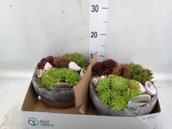 <h4>Arr.  Sempervivum L%</h4>