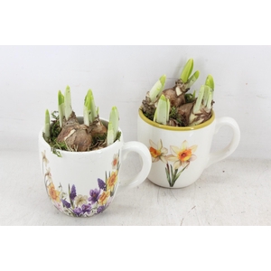arr4 Narcis RN - Blossom Bunch mug