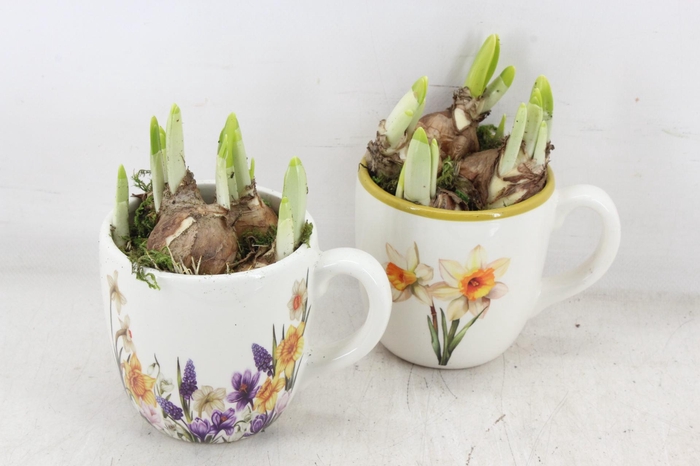 <h4>arr4 Narcis RN - Blossom Bunch mug</h4>