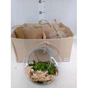 Arr.   Kamerplant Groen L%