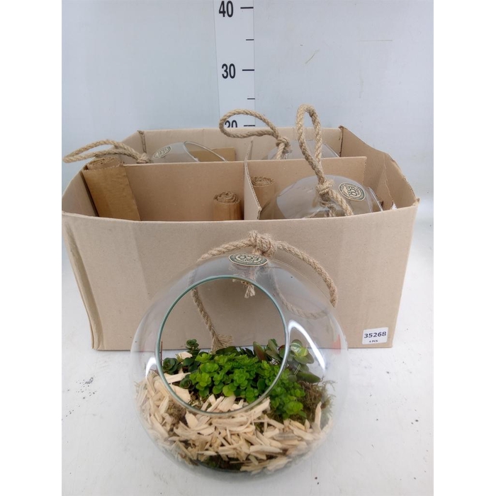 <h4>Arr.   Kamerplant Groen L%</h4>