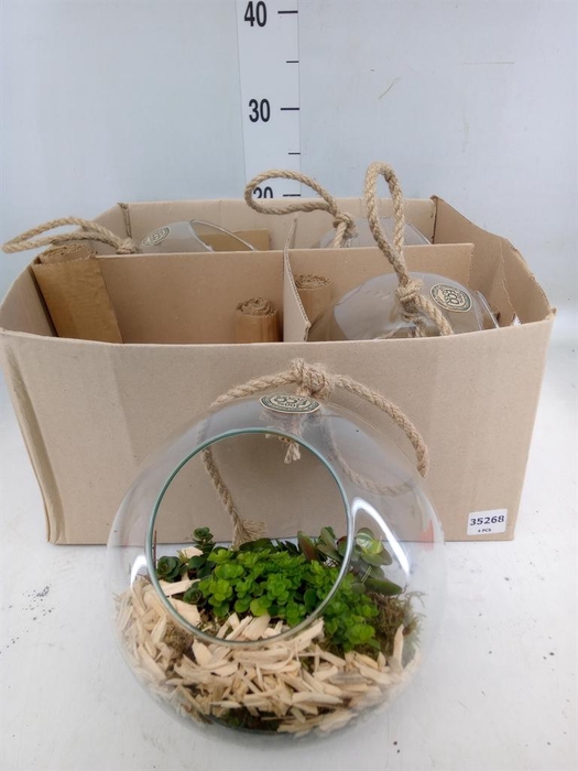 <h4>Arr. Kamerplant Groen L%</h4>