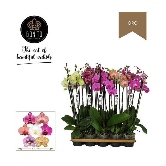 <h4>Phal. Oro mix - 3-Tak met 6-7-8 Kleuren</h4>
