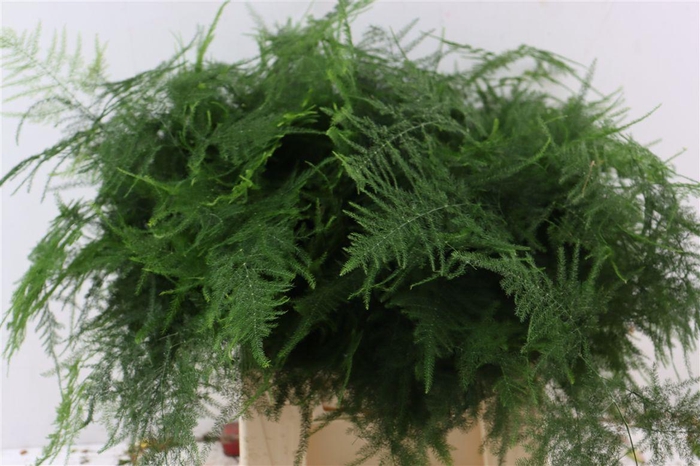 <h4>Asparagus Setac Overige</h4>