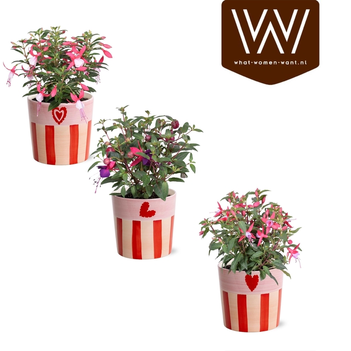 <h4>ARR KAMERPL</h4>