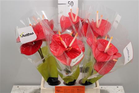 <h4>Anth A Red Love</h4>