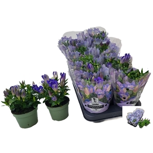 GENT R D BLUE HEART