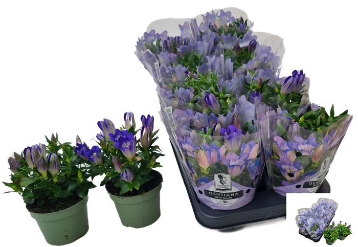 <h4>GENT R D BLUE HEART</h4>