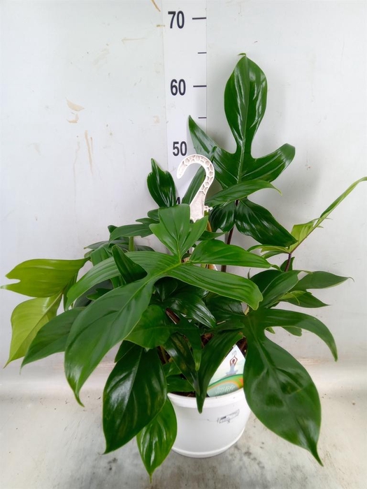 <h4>Philodendron   ...</h4>