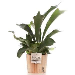 Platycerium Bif. in P&PURE Wood pot