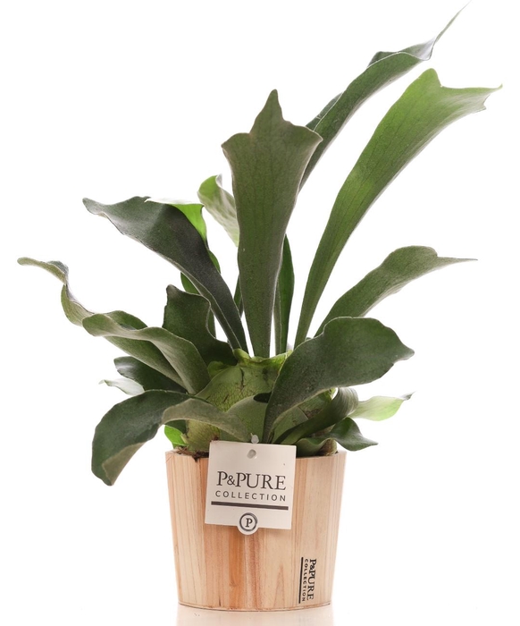 <h4>Platycerium Bif. in P&PURE Wood pot</h4>