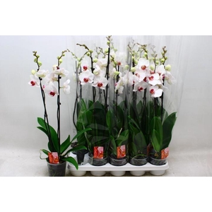 PHAL RED LIPS