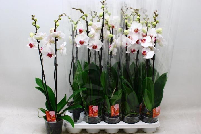 <h4>PHAL RED LIPS</h4>