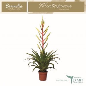 Tillandsia