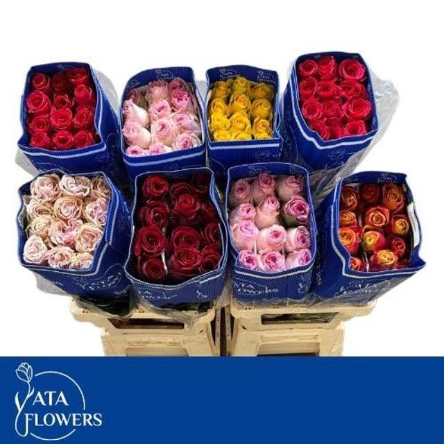 <h4>R Gr Gem In Fust</h4>