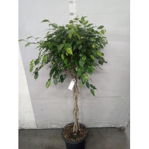 Ficus benja. 'Exotica'
