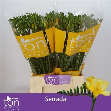 <h4>Fr En Serrada</h4>