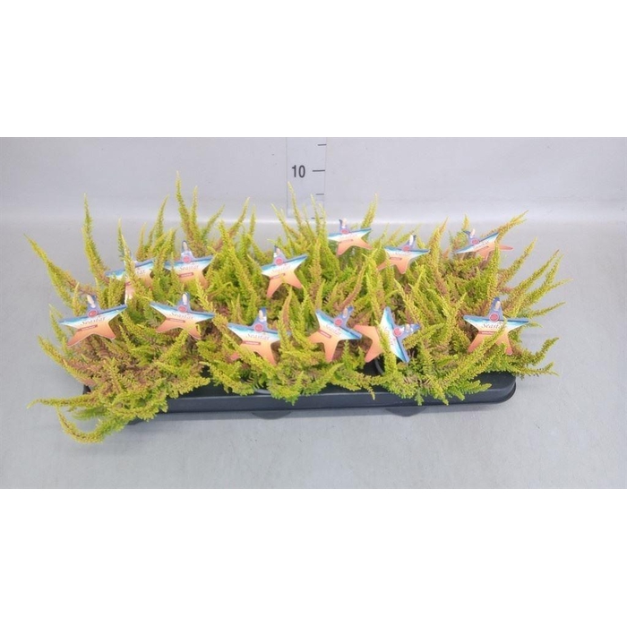 <h4>Calluna vulg. 'Beauty L Seastar'</h4>