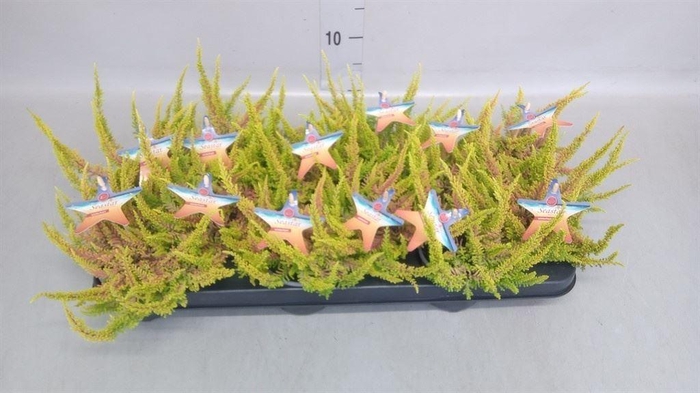 Calluna vulg. 'Beauty L Seastar'