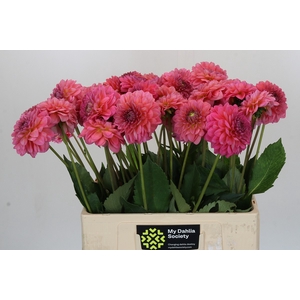 Dahlia Pink Runner