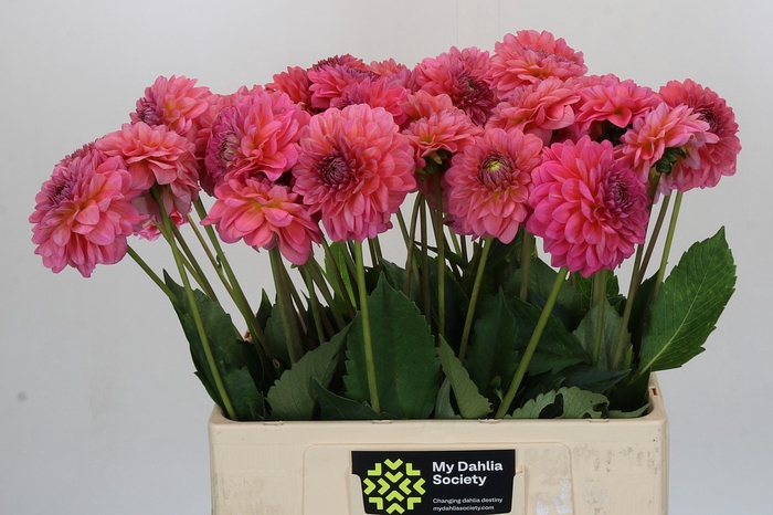 Dahlia Pink Runner
