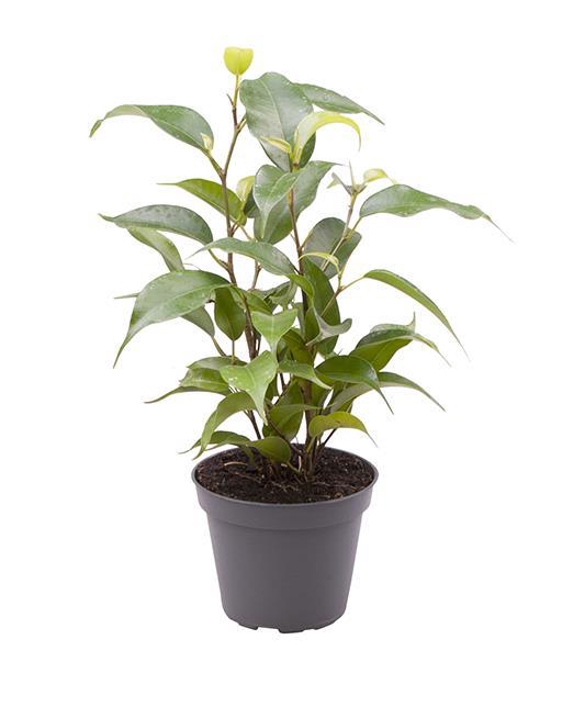 <h4>FICUS BENJAMINA P6 NATASCHA</h4>