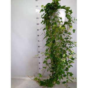 Hedera helix 'Pittsburgh'