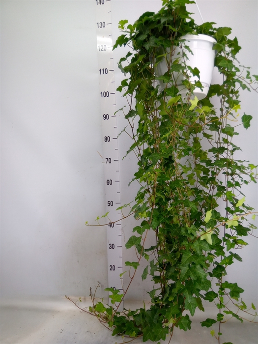 <h4>Hedera helix 'Pittsburgh'</h4>
