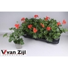 arr8 Pel Pelt Balkon Rood