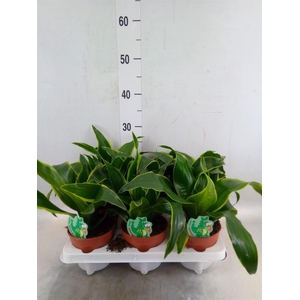 Dracaena frag. 'Dorado'