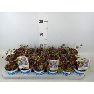 Anemone blanda 'Blue Shades'