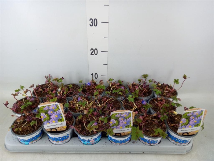 <h4>Anemone blanda 'Blue Shades'</h4>