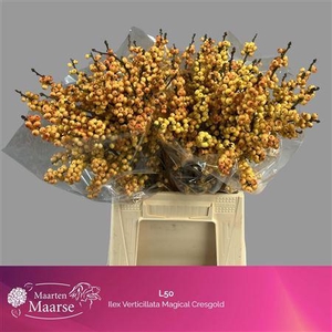 Ilex Ve Gresgold Nice!! Promo!!