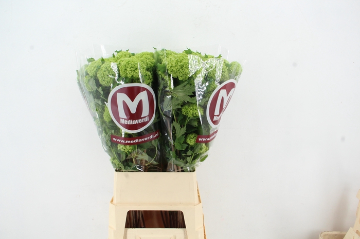 <h4>VIBURNUM ROSEUM ST 4 BALL</h4>