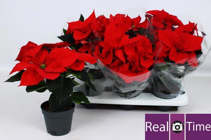 <h4>EUPHOR P CHR EVE</h4>