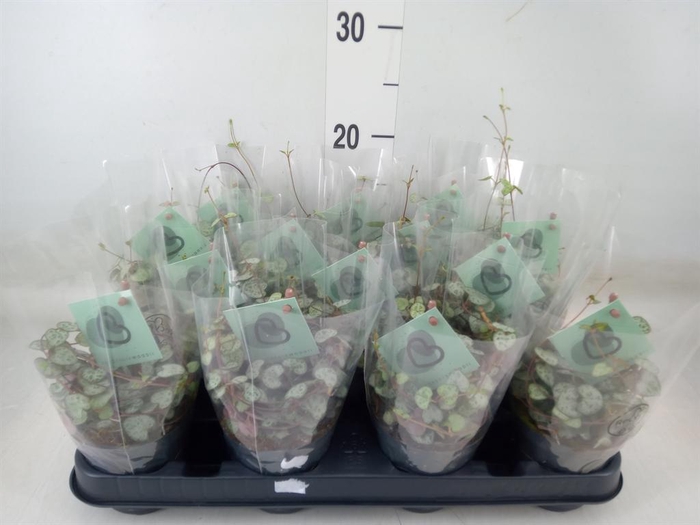 <h4>Ceropegia woodii ssp. woodii</h4>