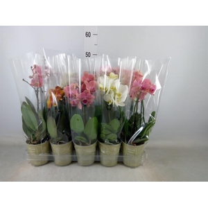Phalaenopsis   ...mix