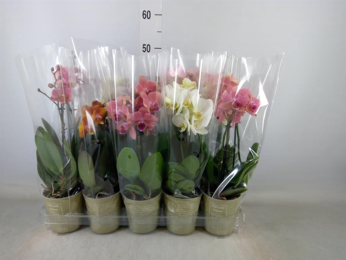 <h4>Phalaenopsis   ...mix</h4>