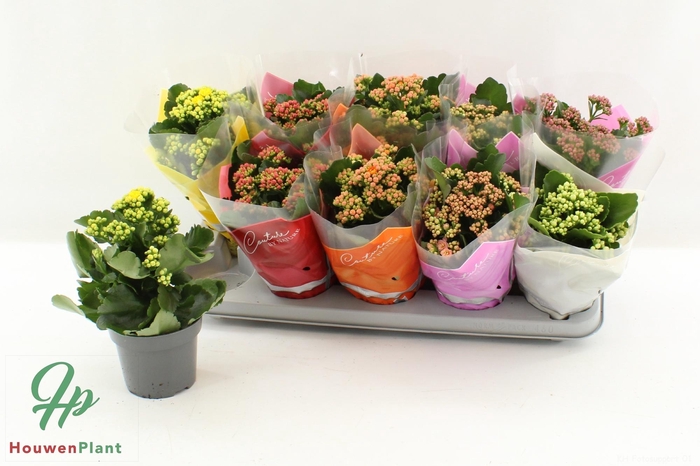 <h4>KAL GE GEM 5 KL</h4>