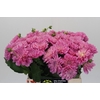 Dahlia Pink Pop