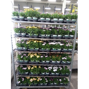 Osteospermum  'Senorita'   ..mixtro