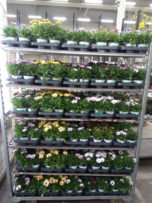<h4>Osteospermum  'Senorita'   ..mixtro</h4>