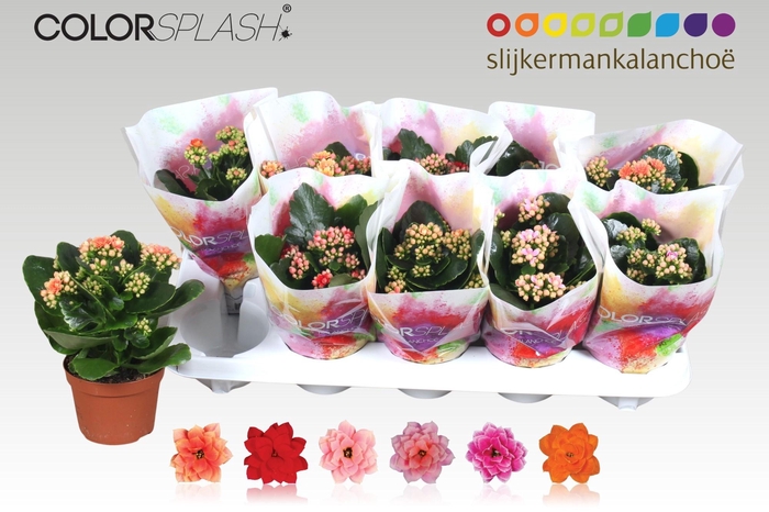 <h4>KAL GE GEM 6 KL</h4>