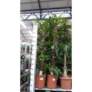 Philodendron pedatum