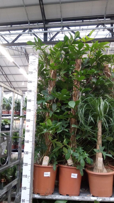 <h4>Philodendron pedatum</h4>