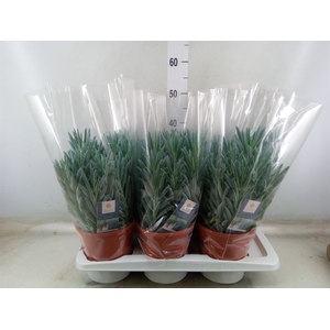Curio ficoides 'Stelvio'