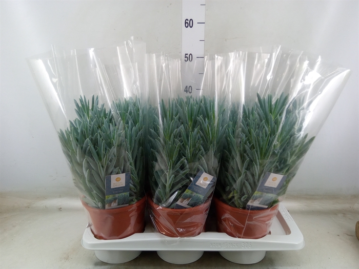 <h4>Curio ficoides 'Stelvio'</h4>
