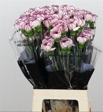 <h4>Di St Damascus</h4>