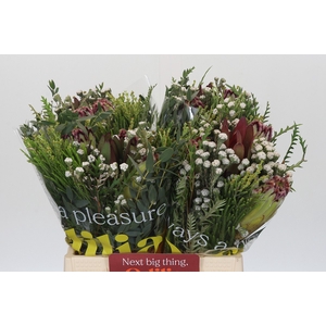 BQ Protea Caroussel Limelight