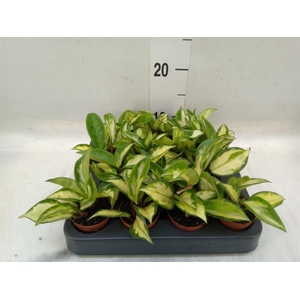 Hoya carnosa 'Tricolor'